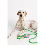 Walks Just Got a Whole Lot More Stylish! 💚🐾